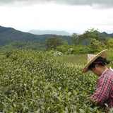 High Mountain Heirloom Dragon Well Green Tea Long Jing