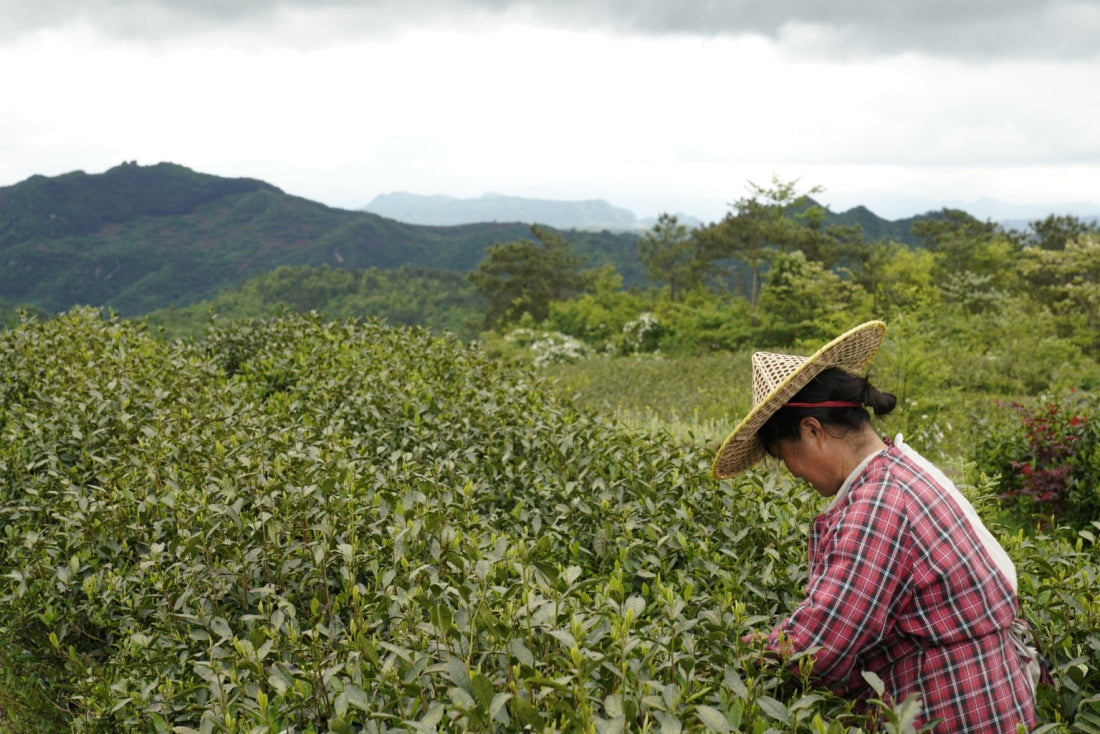 High Mountain Heirloom Dragon Well Green Tea Long Jing