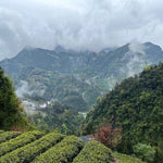 High Mountain Premium Enshi Jade Dew Green Tea Selenium-Rich