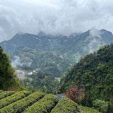 High Mountain Premium Enshi Jade Dew Green Tea Selenium-Rich