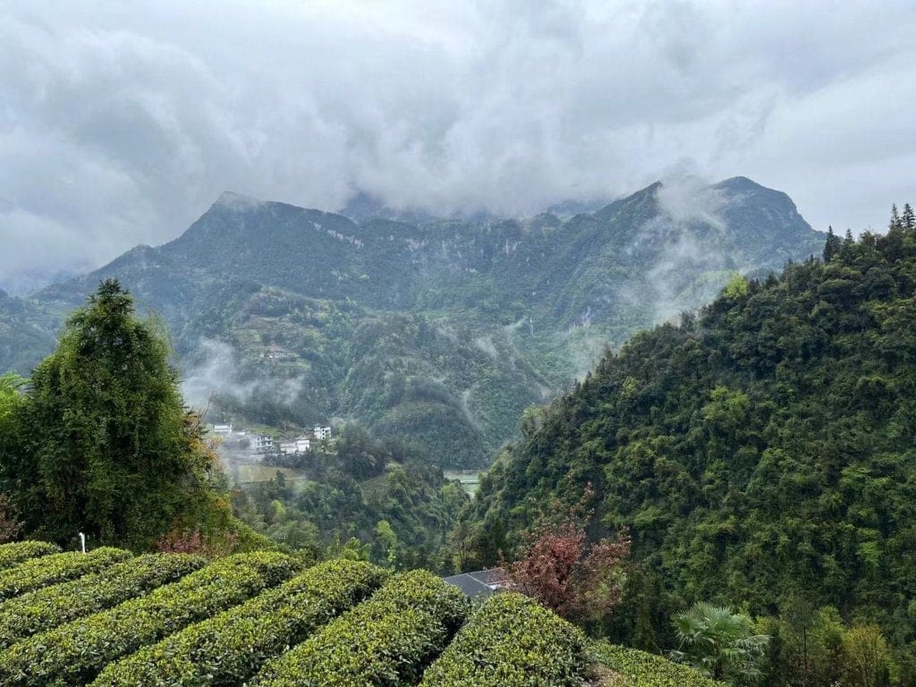 High Mountain Premium Enshi Jade Dew Green Tea Selenium-Rich