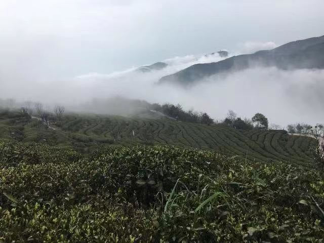 Green Tea - High Mountain Premium Enshi Jade Dew Selenium-Rich Green
