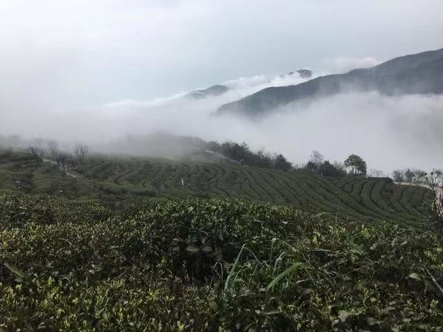 Green Tea - High Mountain Premium Enshi Jade Dew Selenium-Rich MeiMei