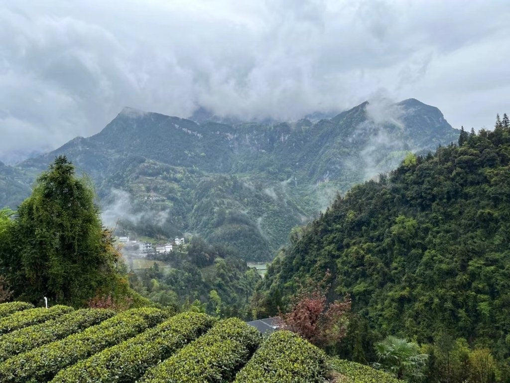 Organic Enshi Yu Lu Jade Dew Selenium-rich Green Tea