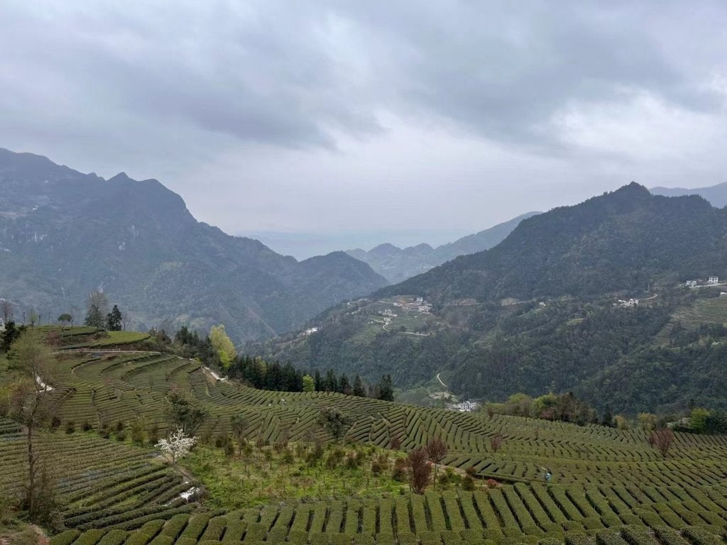 Organic Enshi Yu Lu Jade Dew Selenium-rich Green Tea