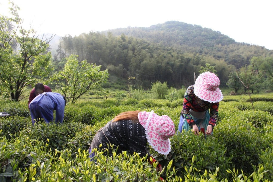 Green Tea - Premium Liu An Gua Pian Melon Seeds Hand Roasting MeiMei
