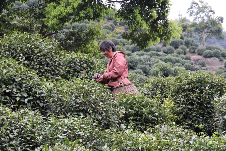 Green Tea - Shi Feng Long Jing Lion’s Peak Dragonwell Green Tea