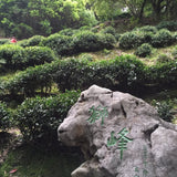 Signature Shi Feng Long Jing Dragon Well Green Tea