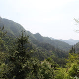 Super Grade Huang Shan Mao Feng Yellow Mountain Green Tea