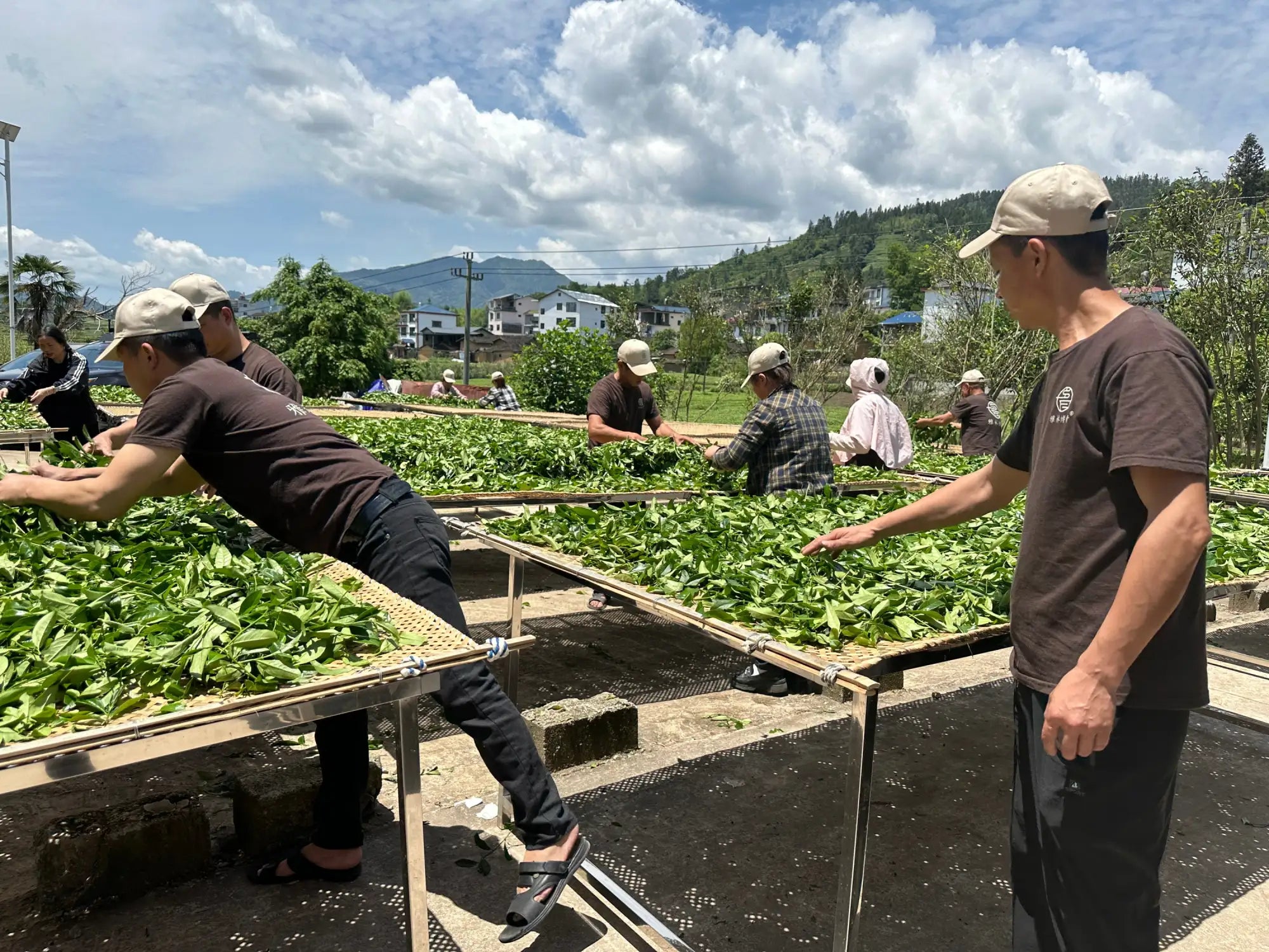 Workers in brown shirts and beige caps are sorting fresh green tea leaves on wooden trays outdoors.
