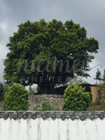 3,200 Year-Old Puerh Tree