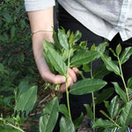 Authentic Anxi Tie Guan Yin Iron Goddess of Mercy Oolong