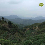 Authentic Anxi Tie Guan Yin Iron Goddess of Mercy Oolong