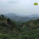 Authentic Anxi Tie Guan Yin Iron Goddess of Mercy Oolong