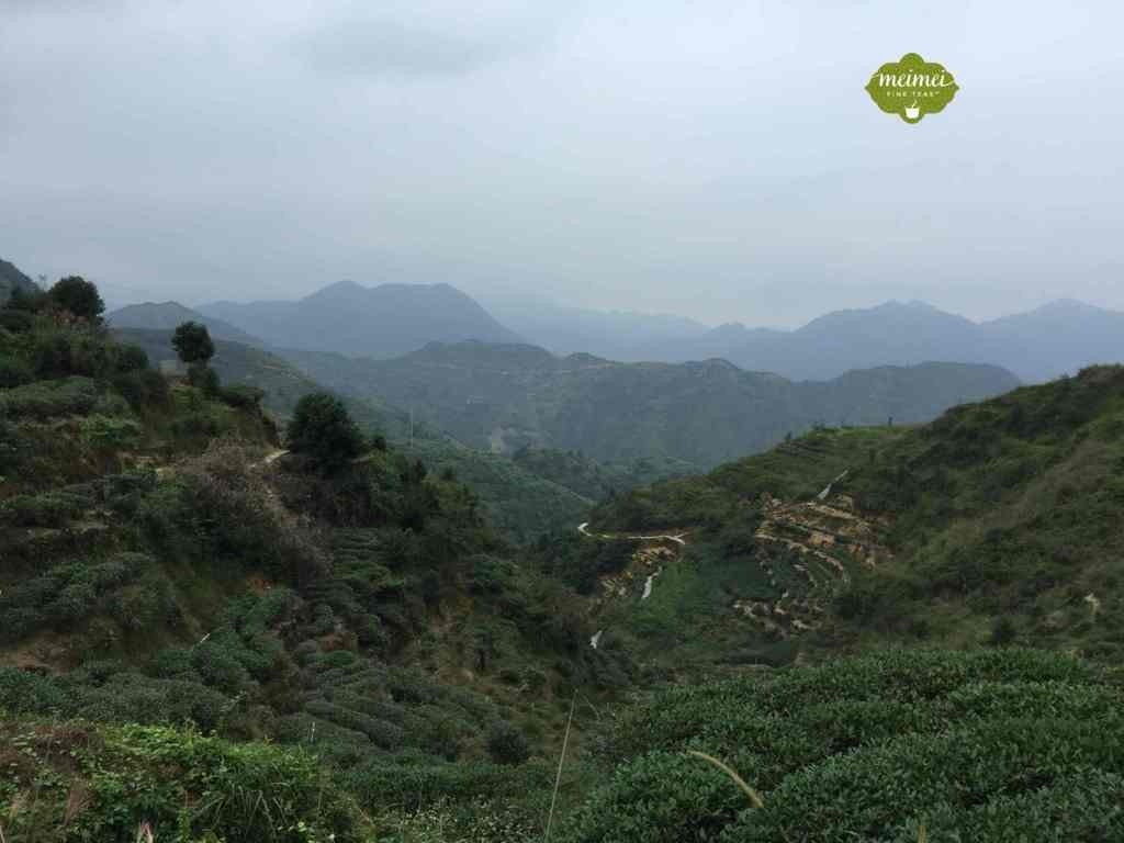 Authentic Anxi Tie Guan Yin Iron Goddess of Mercy Oolong