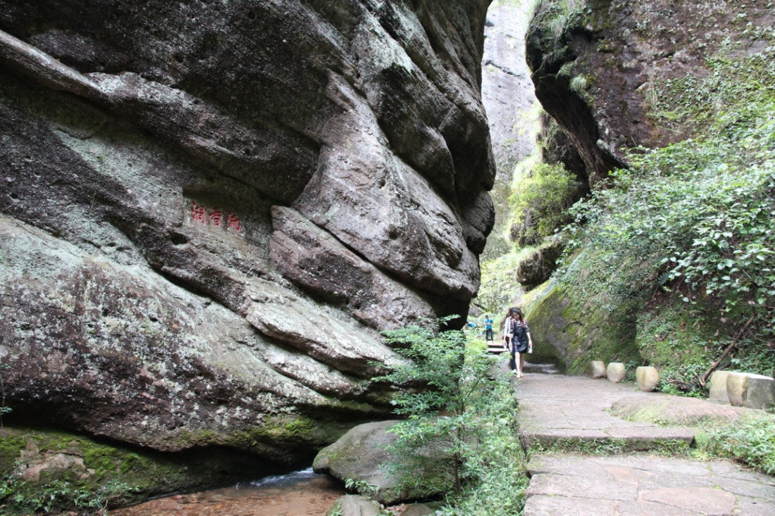 Award-winning Floral Shui Xian Wuyi Rock Oolong Tea Zhen Yan Narcissus