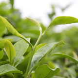 Award-winning Floral Shui Xian Wuyi Rock Oolong Tea Zhen Yan Narcissus