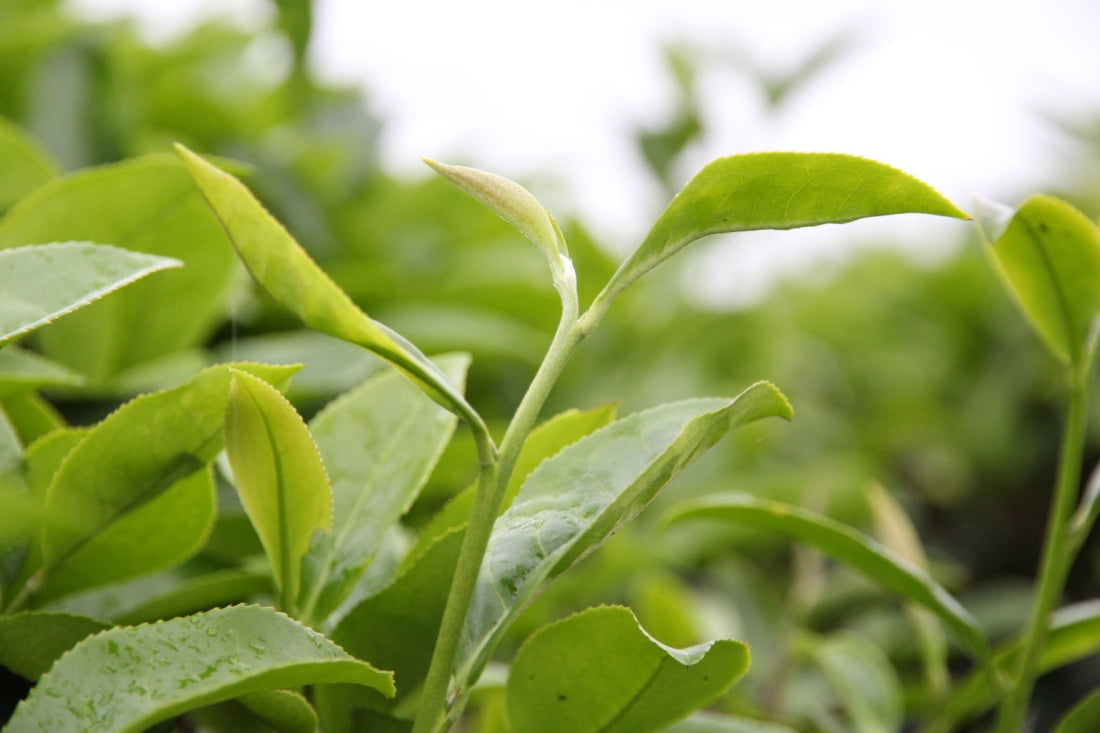 Award-winning Floral Shui Xian Wuyi Rock Oolong Tea Zhen Yan Narcissus