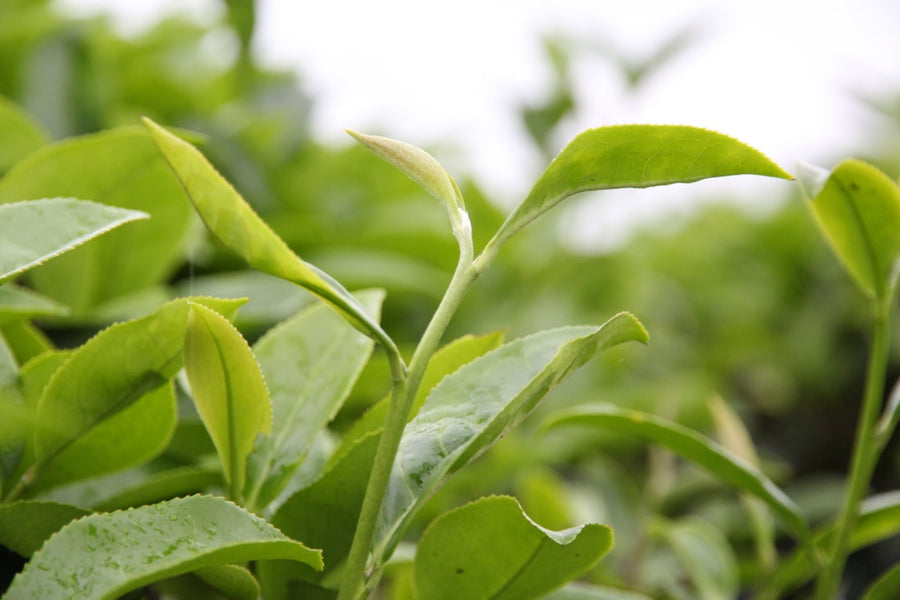 Oolong Tea - Award-winning Floral Shui Xian Wuyi Rock Oolong Tea Zhen