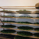 Award-winning Floral Shui Xian Wuyi Rock Oolong Tea Zhen Yan Narcissus