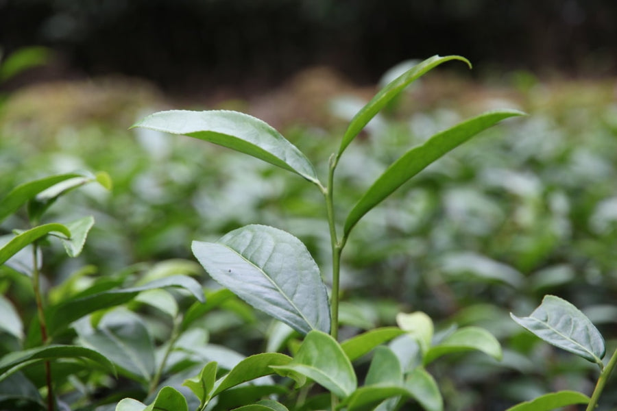 Oolong Tea - Signature Wuyi Rock Oolong Ma Tou Yan Horse Head Cat’s