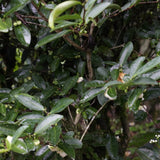 Wuyi Rock Oolong Tea Fo Guo Rou Gui Cinnamon