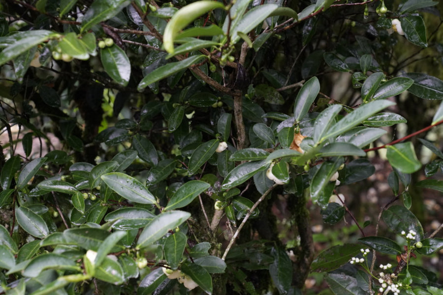 Wuyi Oolong Fo Guo Rock Rou Gui Tea Cinnamon