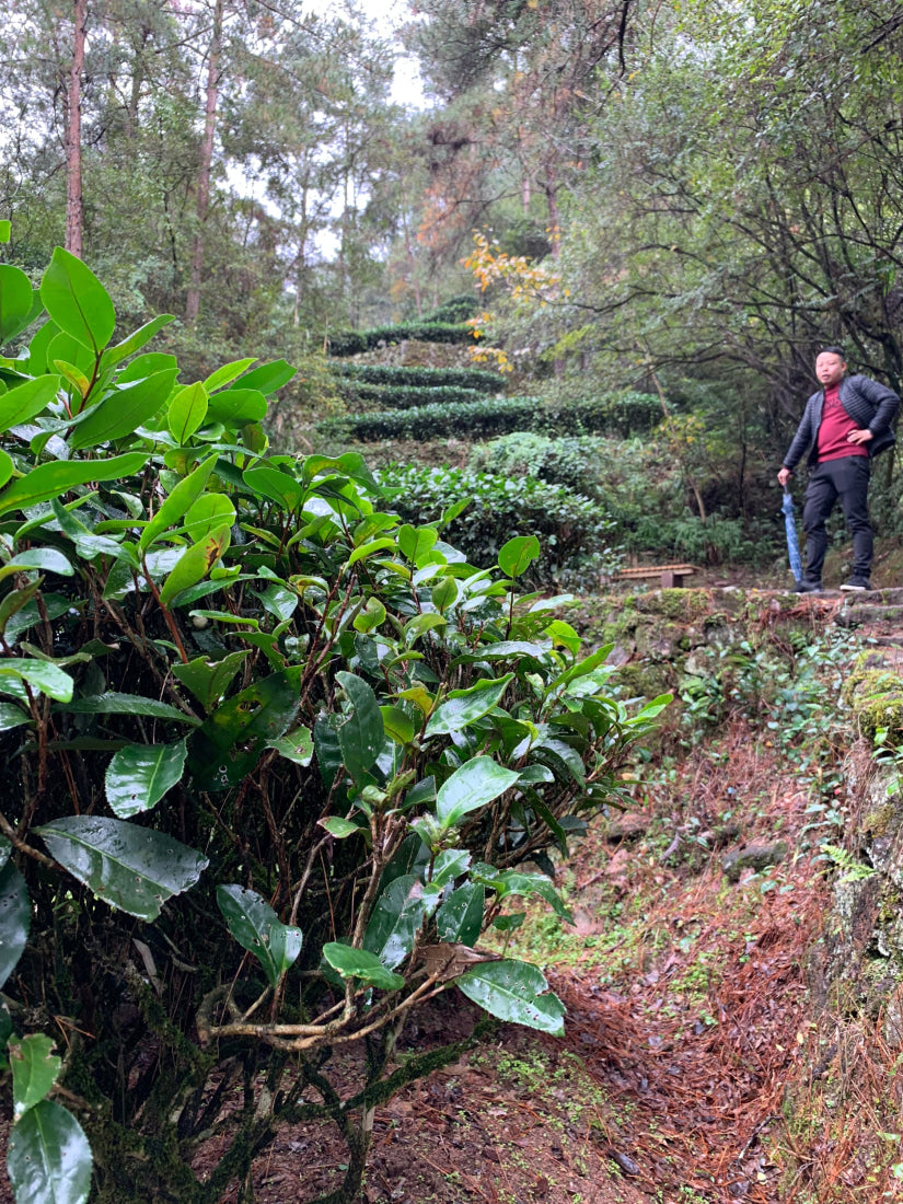 Wuyi Rock Oolong Tea Fo Guo Rou Gui Cinnamon