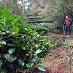 Wuyi Rock Oolong Tea Fo Guo Rou Gui Cinnamon