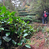 Wuyi Rock Oolong Tea Fo Guo Rou Gui Cinnamon