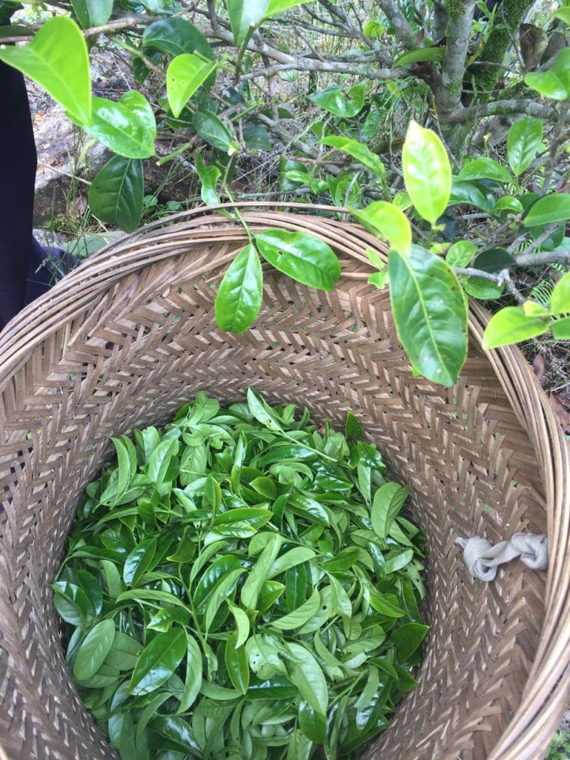 Phoenix Dan Cong Oolong Almond Fragrance Ju Duo Zai