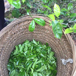 Phoenix Dan Cong Oolong Almond Fragrance Ju Duo Zai