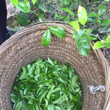 Phoenix Dan Cong Oolong Almond Fragrance Ju Duo Zai