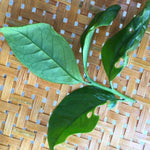 Phoenix Dan Cong Oolong Almond Fragrance Ju Duo Zai