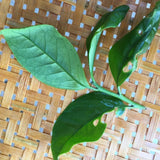 Phoenix Dan Cong Oolong Almond Fragrance Ju Duo Zai