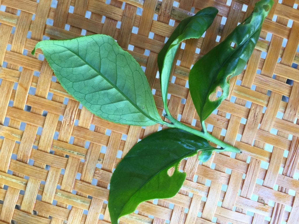 Phoenix Dan Cong Oolong Almond Fragrance Ju Duo Zai