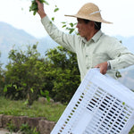 Phoenix Dan Cong Oolong Osmanthus Fragrance Gui Hua Xiang