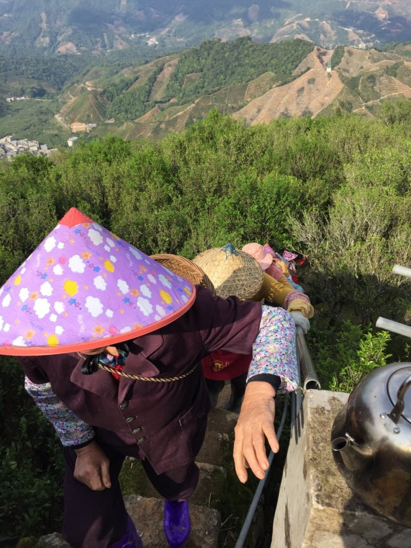 Phoenix Dan Cong Oolong Tea Fenghuang Mountain Almond Fragrance Xing Ren Xiang