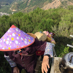 Phoenix Dan Cong Oolong Tea Fenghuang Mountain Almond Fragrance Xing Ren Xiang