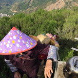 Phoenix Dan Cong Oolong Tea Fenghuang Mountain Almond Fragrance Xing Ren Xiang