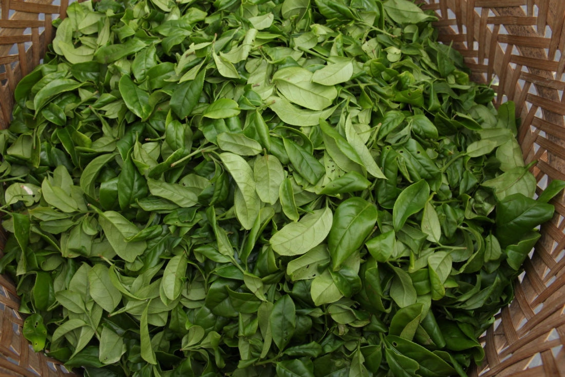 Phoenix Dan Cong Oolong Tea Fenghuang Mountain Almond Fragrance Xing Ren Xiang