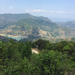 Phoenix Dan Cong Oolong Tea Honey Orchid Mi Lan Xiang