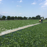 Phoenix Dan Cong Oolong Old Tree Dong Fang Hong