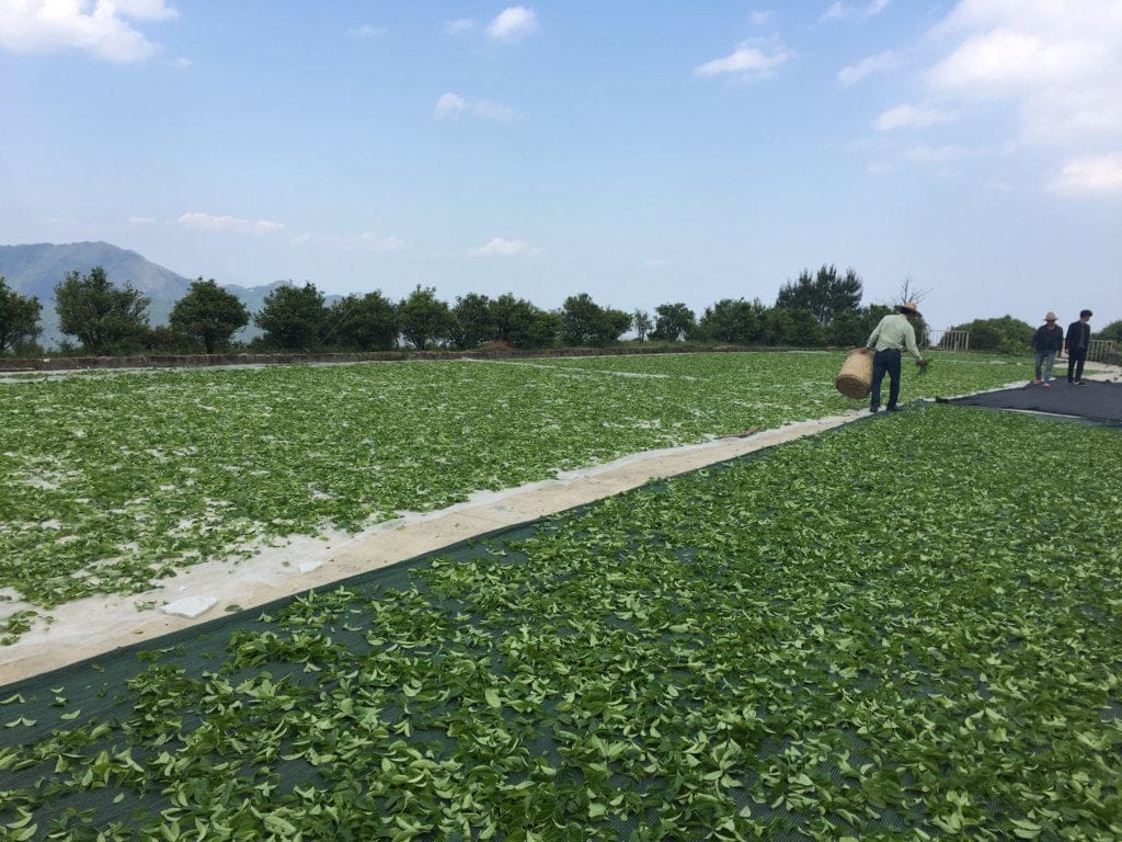 Phoenix Dan Cong Oolong Old Tree Dong Fang Hong