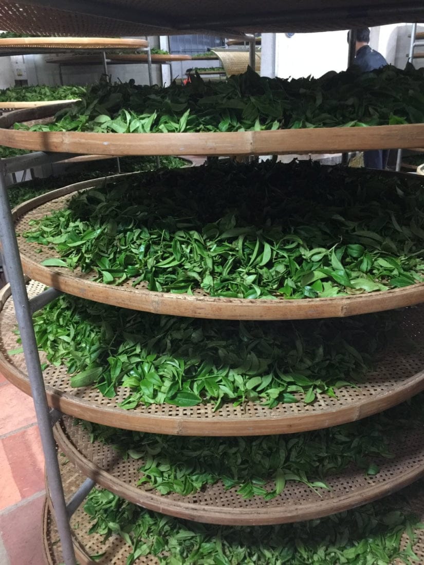 Phoenix Dan Cong Oolong Old Tree Dong Fang Hong