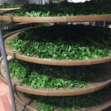 Phoenix Dan Cong Oolong Old Tree Dong Fang Hong