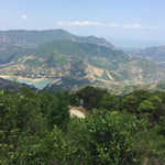 Phoenix Dan Cong Oolong Tea Song Zhong