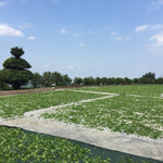 Phoenix Dan Cong Oolong Tea Wudong Mountain Ba Xian Eight Immortal