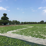 Phoenix Dan Cong Oolong Tea Wudong Mountain Ba Xian Eight Immortal