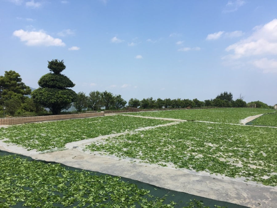 Oolong Tea - Phoenix Dan Cong Oolong Tea Wudong Mountain Ba Xian